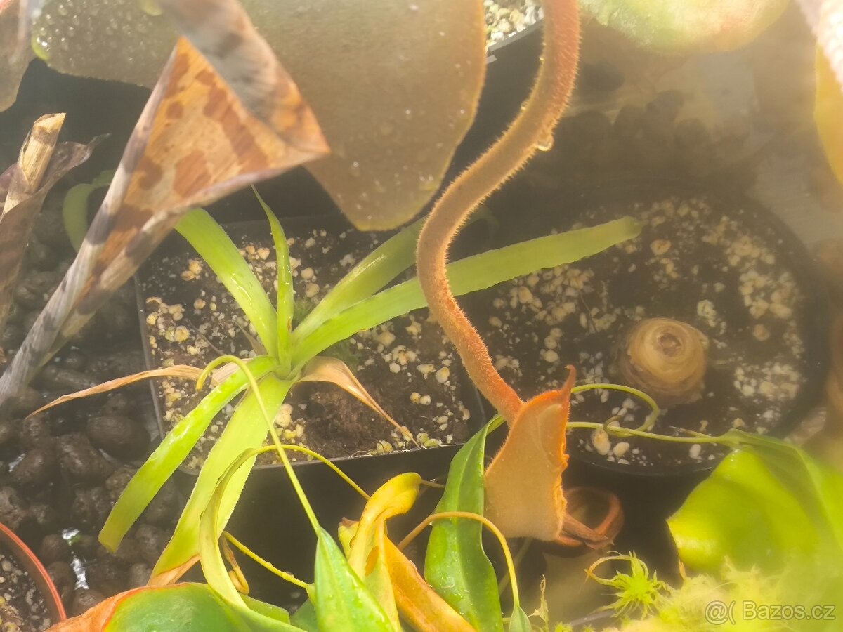 Krásné bromélie - 4