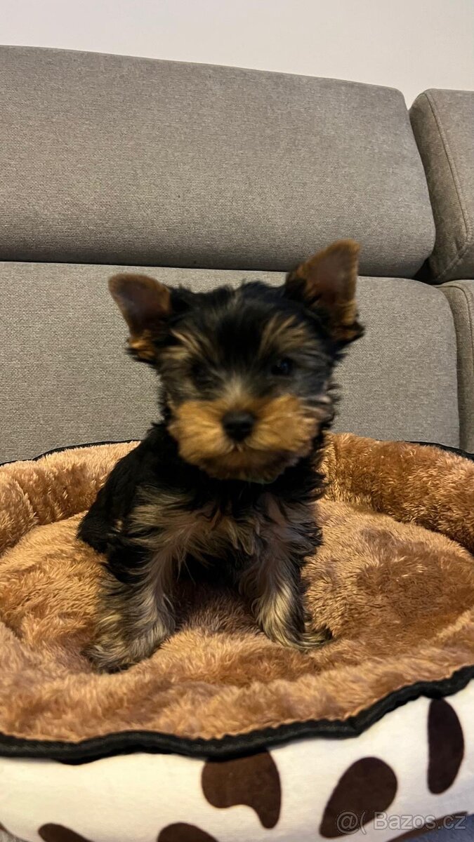 Yorkšírský terier - 4