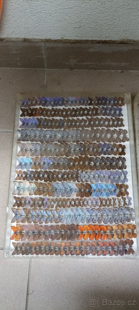 Prodám velikou sbírku motýlů - 4
