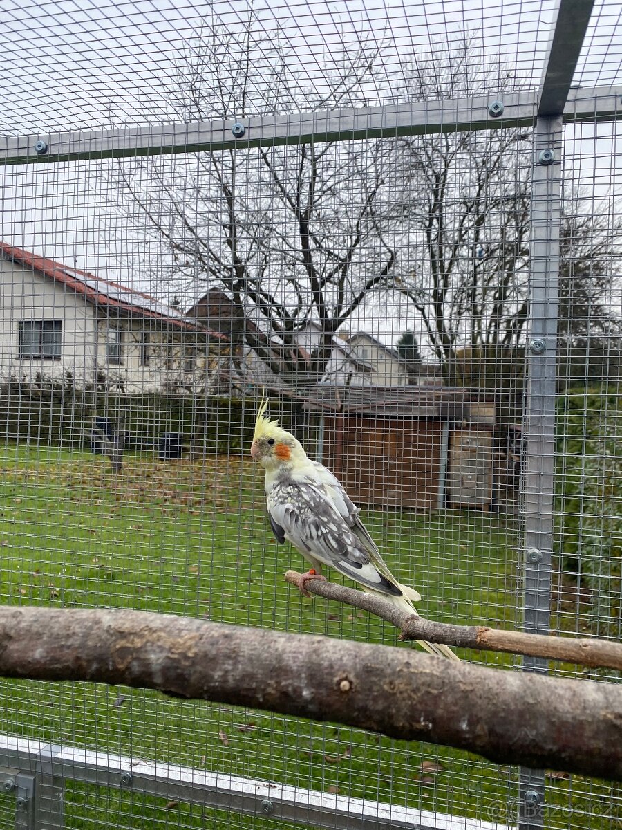 Korela chocholatá - 4