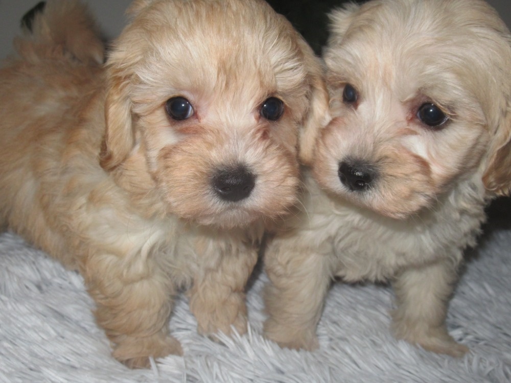 Maltipoo štěňátka - 4