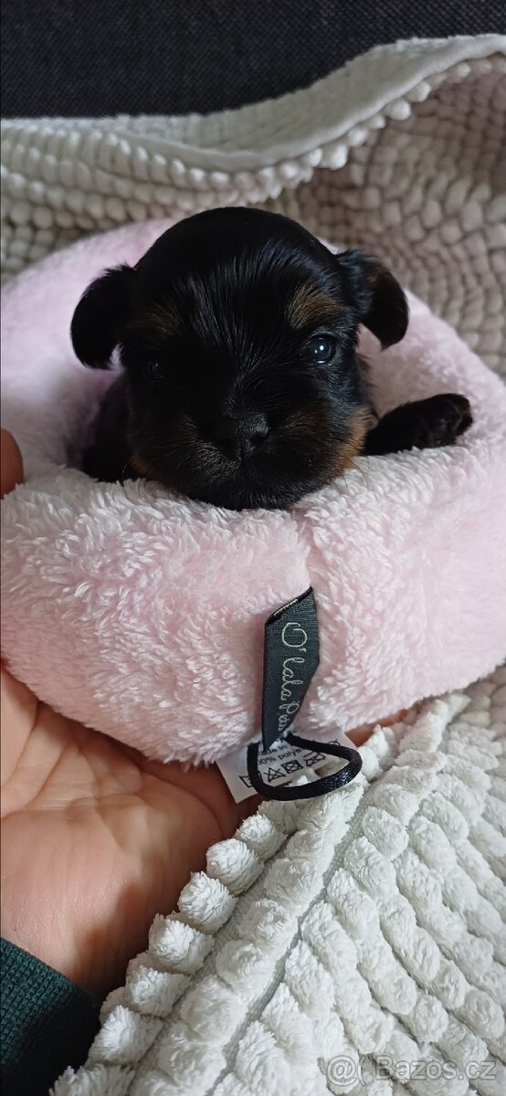 Jorkšírský teriér Yorkšírský teriér - 4