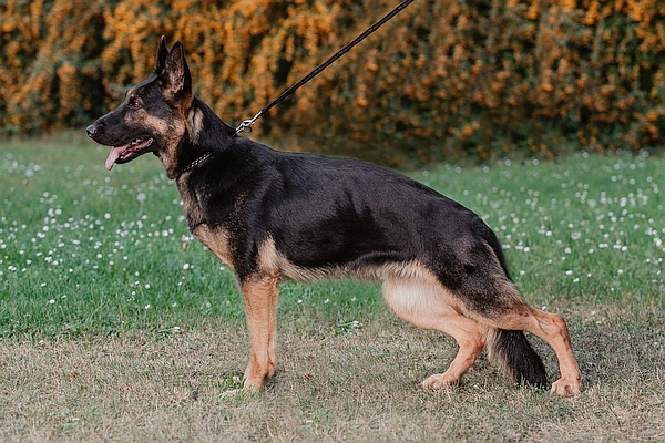 Německý ovčák s PP - 4