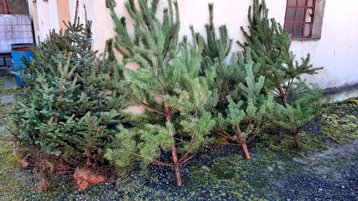 Vánoční stromky - 4