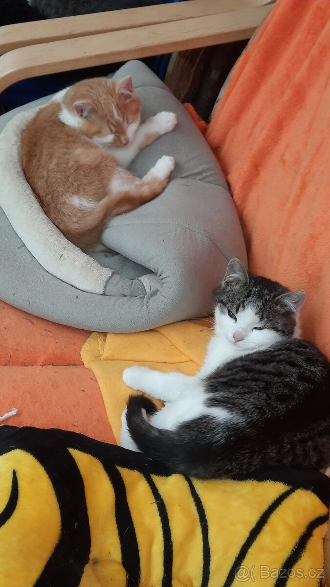 Daruji koťata do dobrých rukou - 4