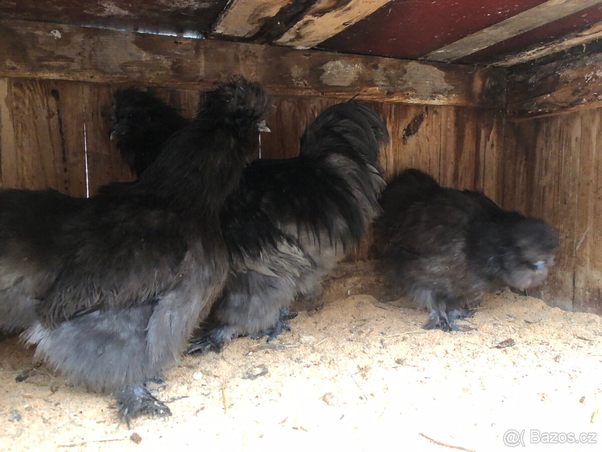 Kuřata hedvábničky velké vousaté. - 4