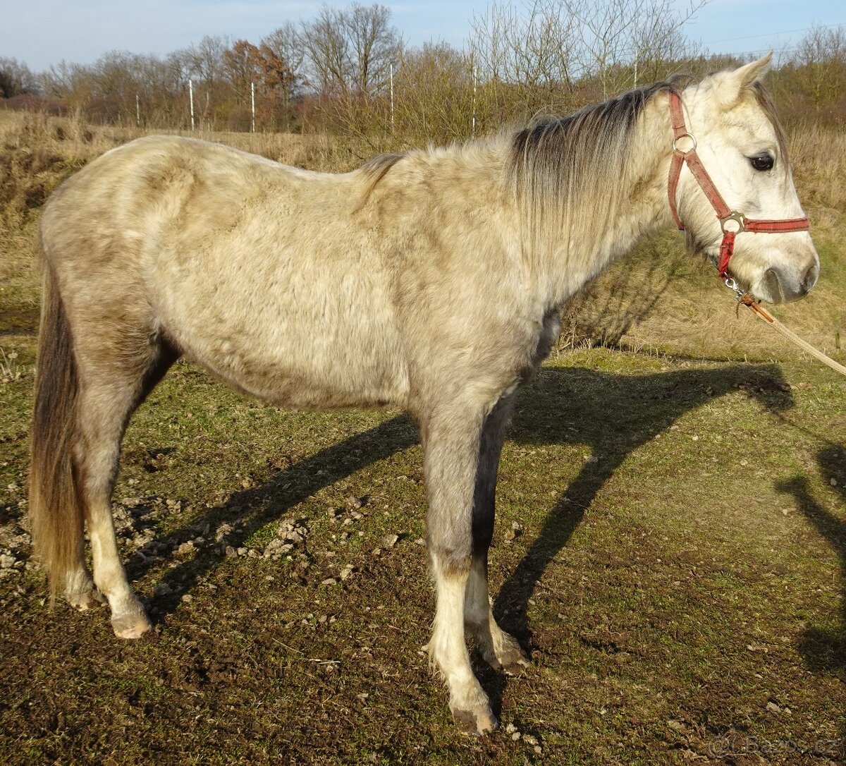 Prodám hřebce welsh pony, sekce B. - 4