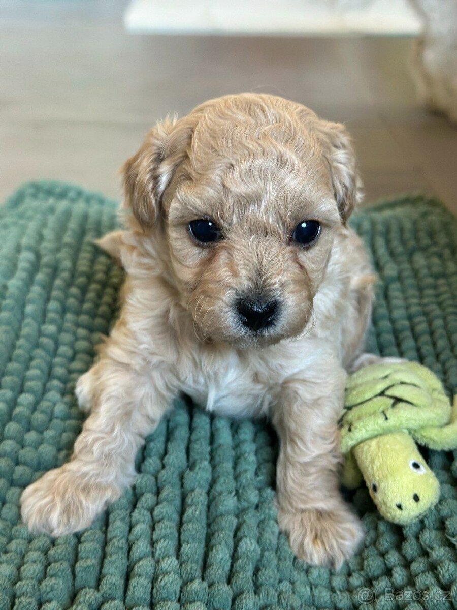 Maltipoo F 1 - 4