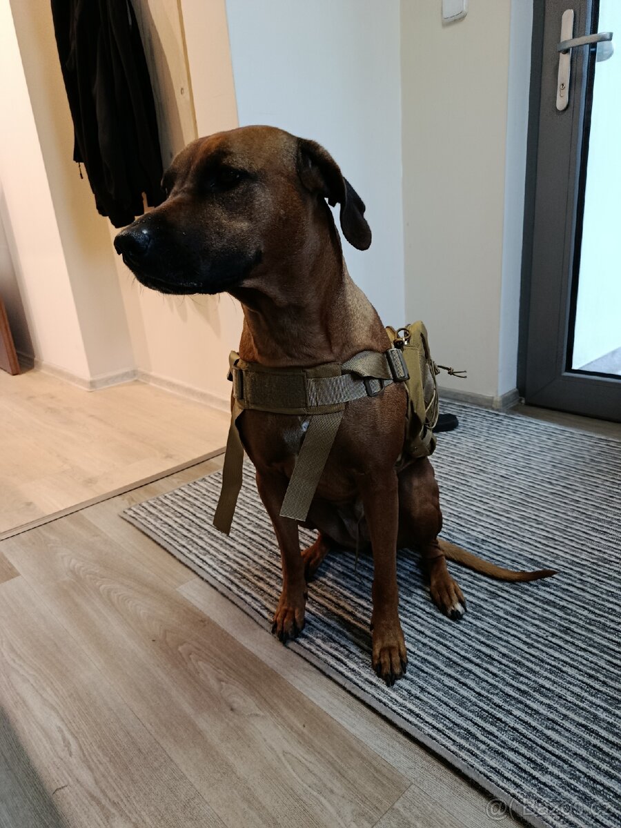 Batoh / kapsy pro psa - 4