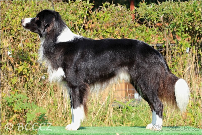 Krytí chovným psem plemene border kolie - 4