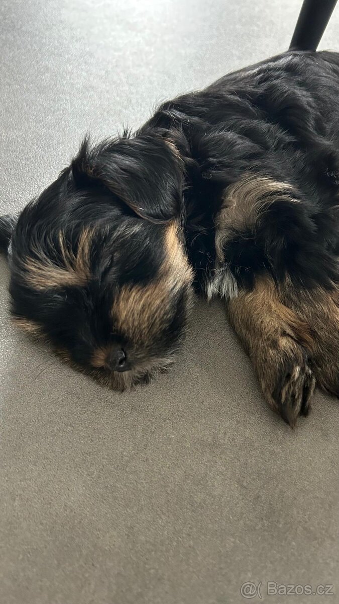 Biewer jorkširský teriér - 4