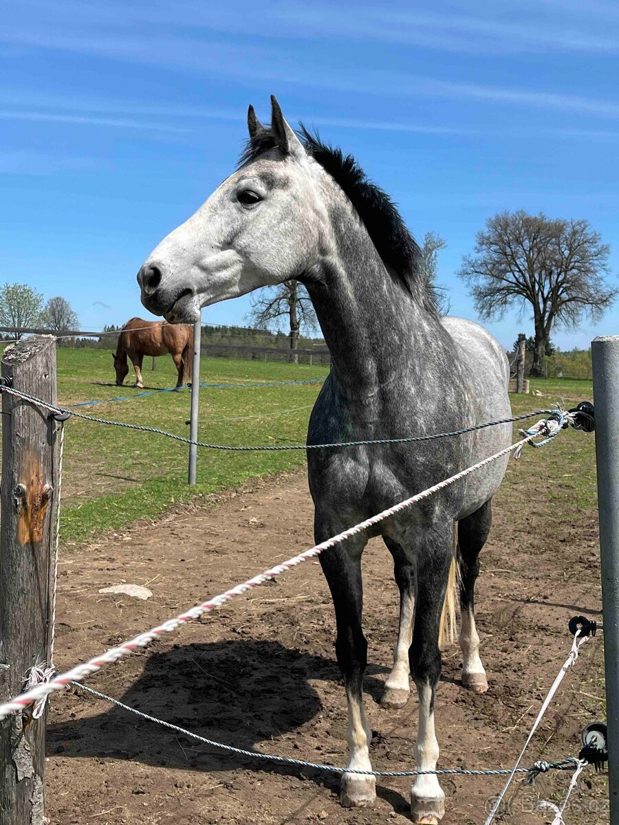 6ti letá klisna po Heartbreak - 4