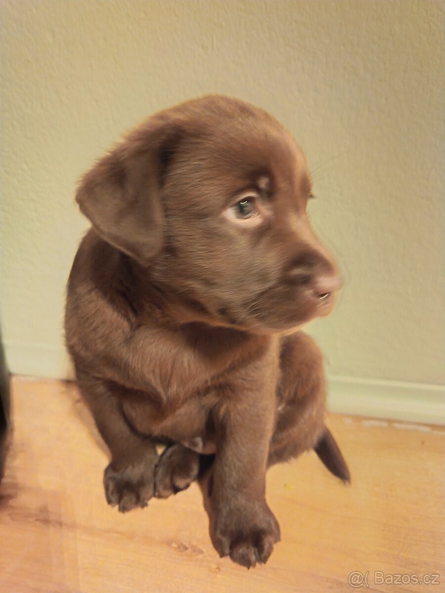 Labrador Retriever - 4