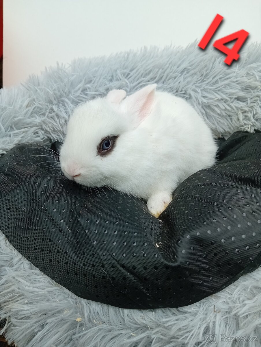 Zakrslý králíček I4 - 4