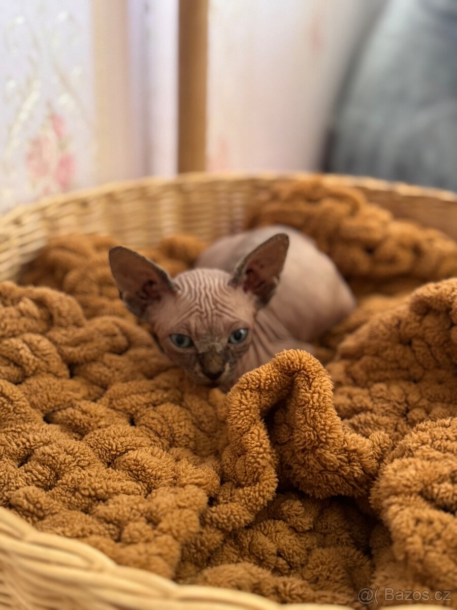 Kanadský sphynx hledá domov 💗 - 4