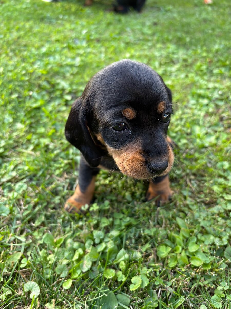 Štěňata krátkosrstého jezevčíka - 4