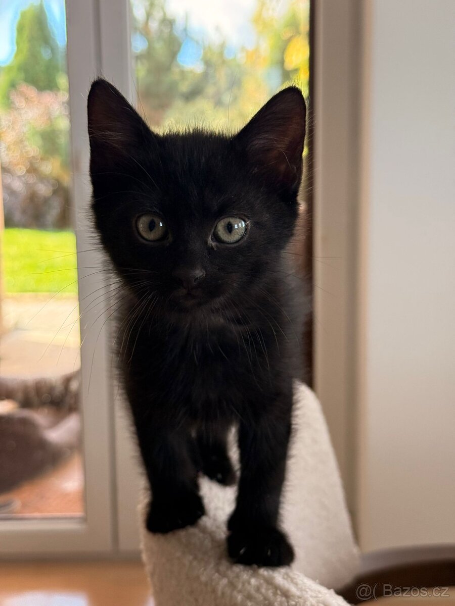Darujeme kocourka - 4