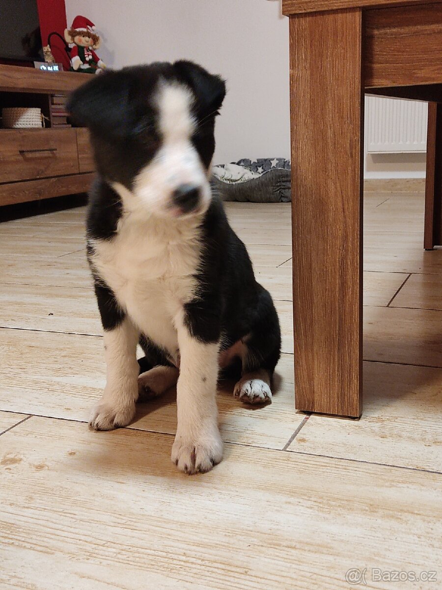Border kolie bez pp již k odběru - 4