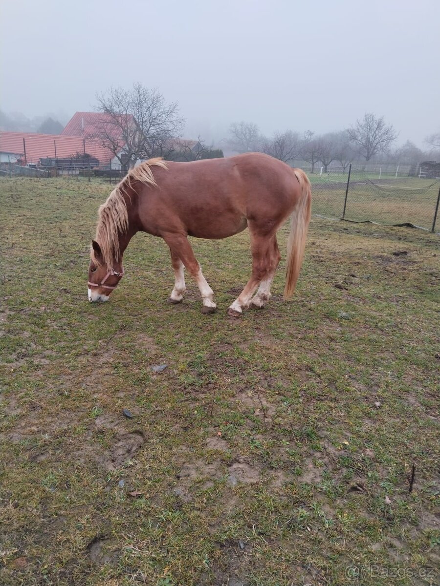 Slezský norik - kobylka - 4