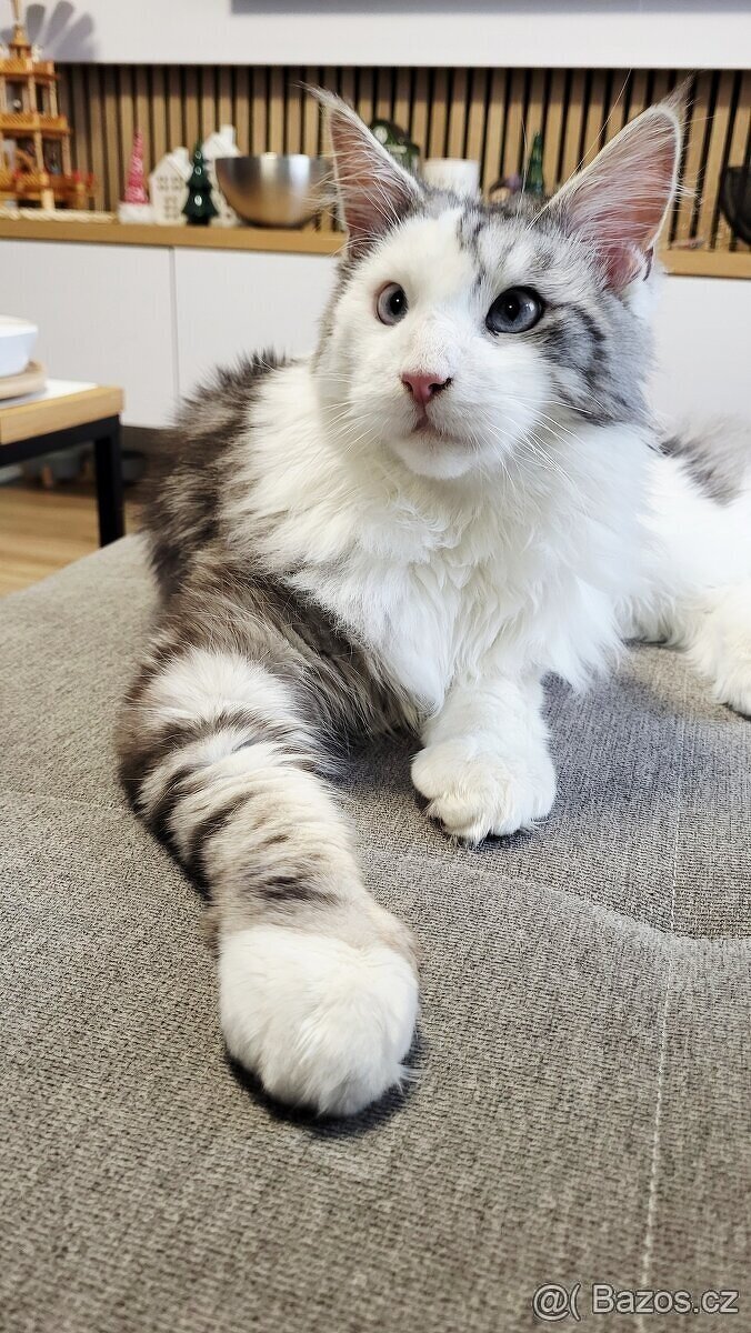 Mainská mývalí-krytí - 4