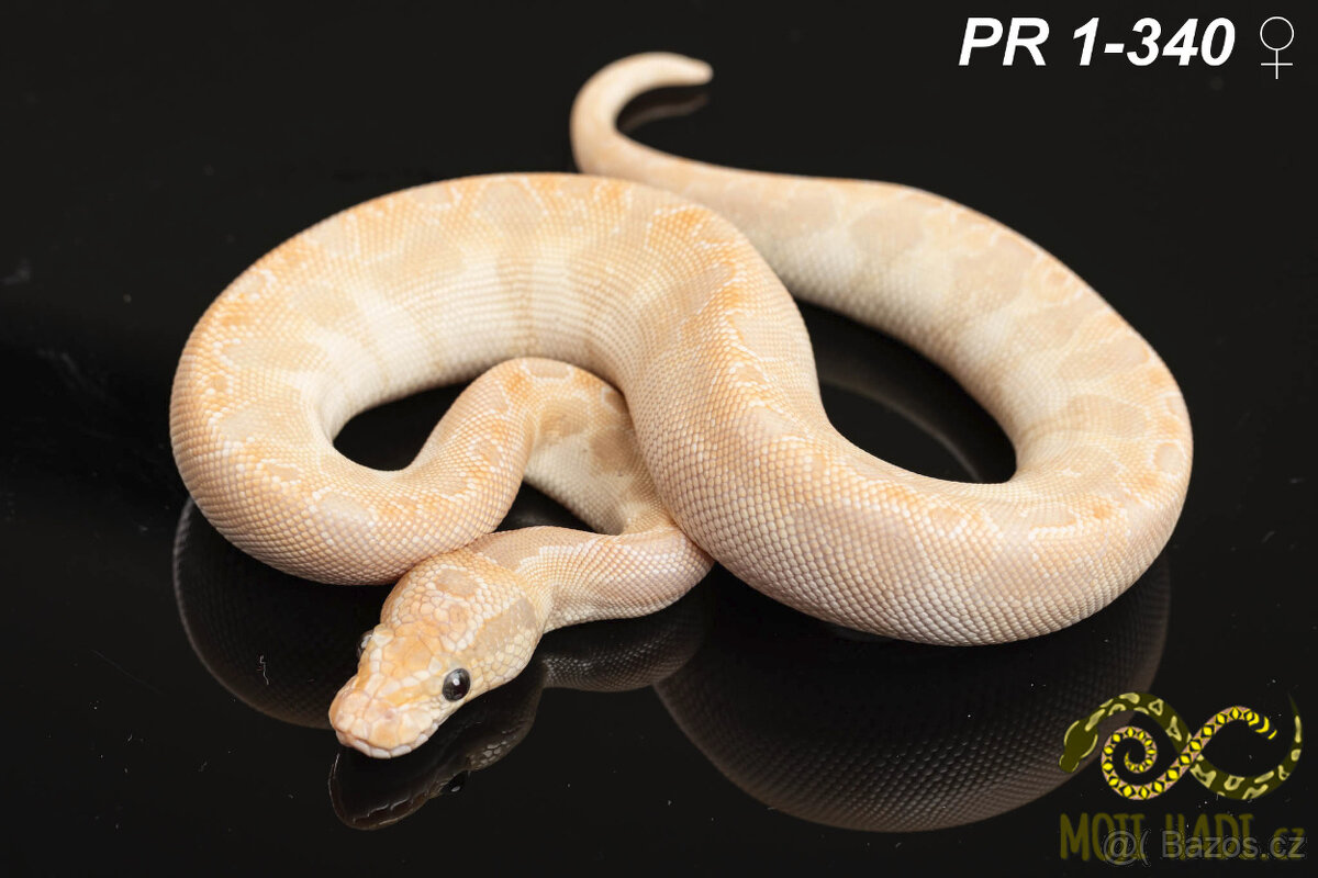 Python regius - Krajta královská - 4