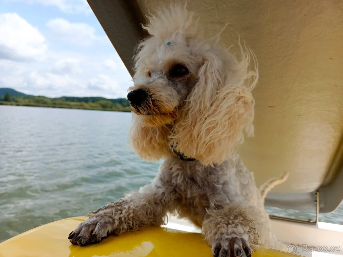 Pudl trpasličí - 4