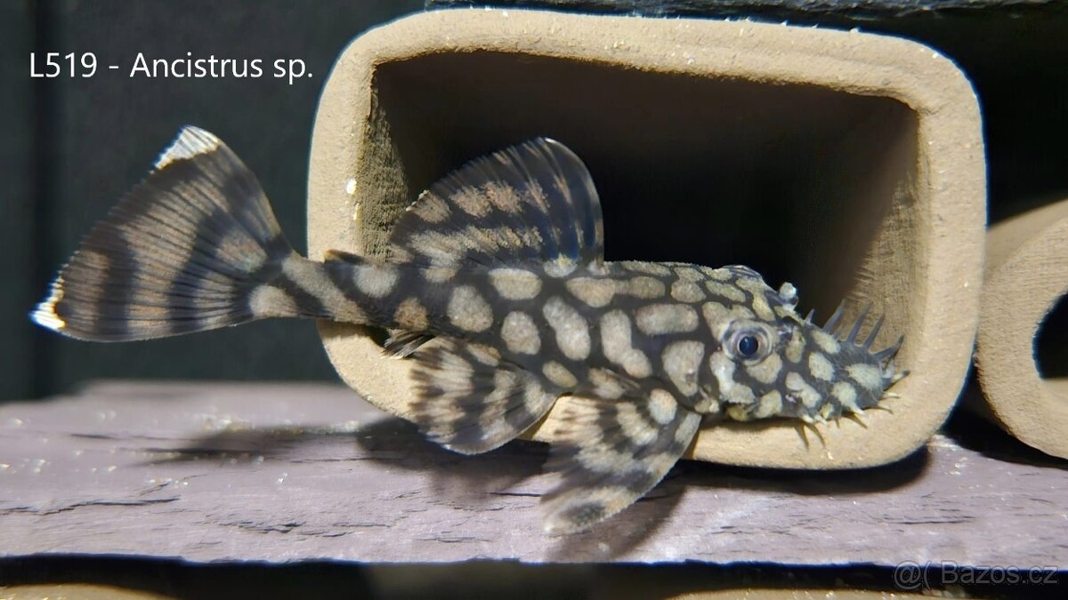 L-sumci, krunýřovci - odchovy - 4