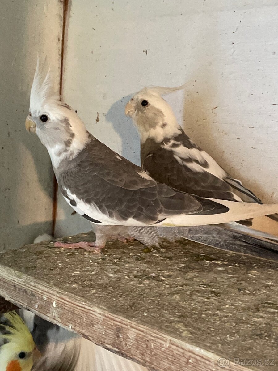 Korela - mláďata na ochočení - 4