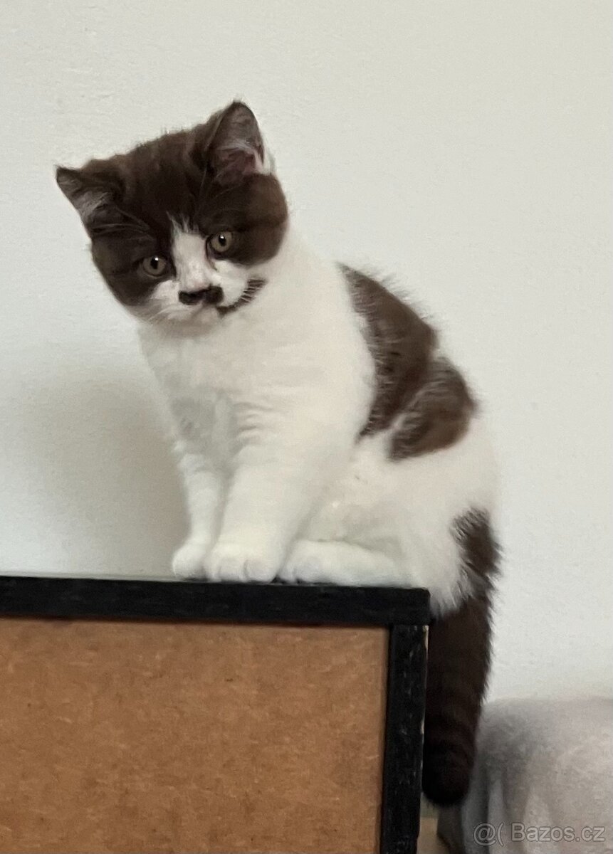 Britská koťátka s PP - 4