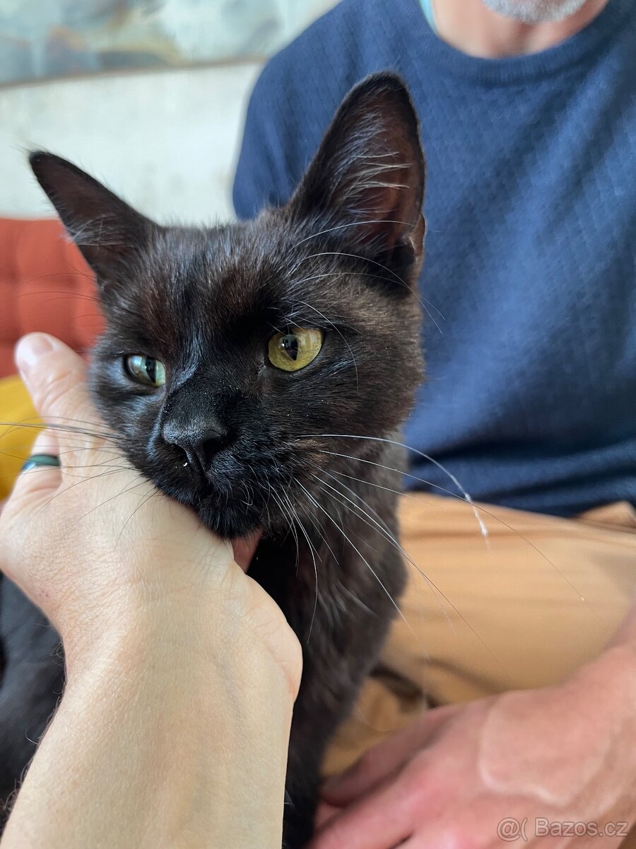 Britsky kocourek - 4
