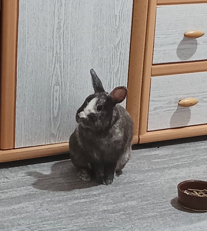 Zakrslý králík - 4