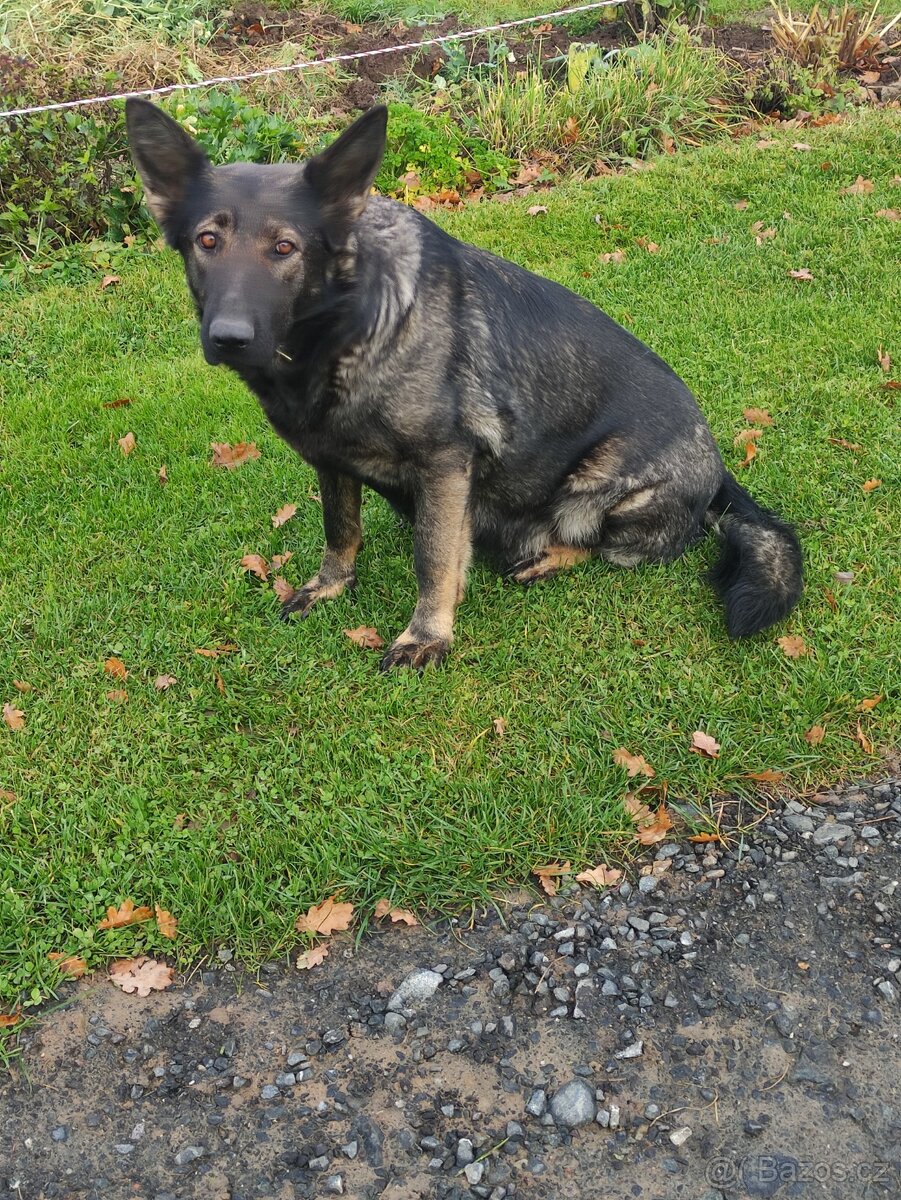 Německý ovčák štěňata - 4