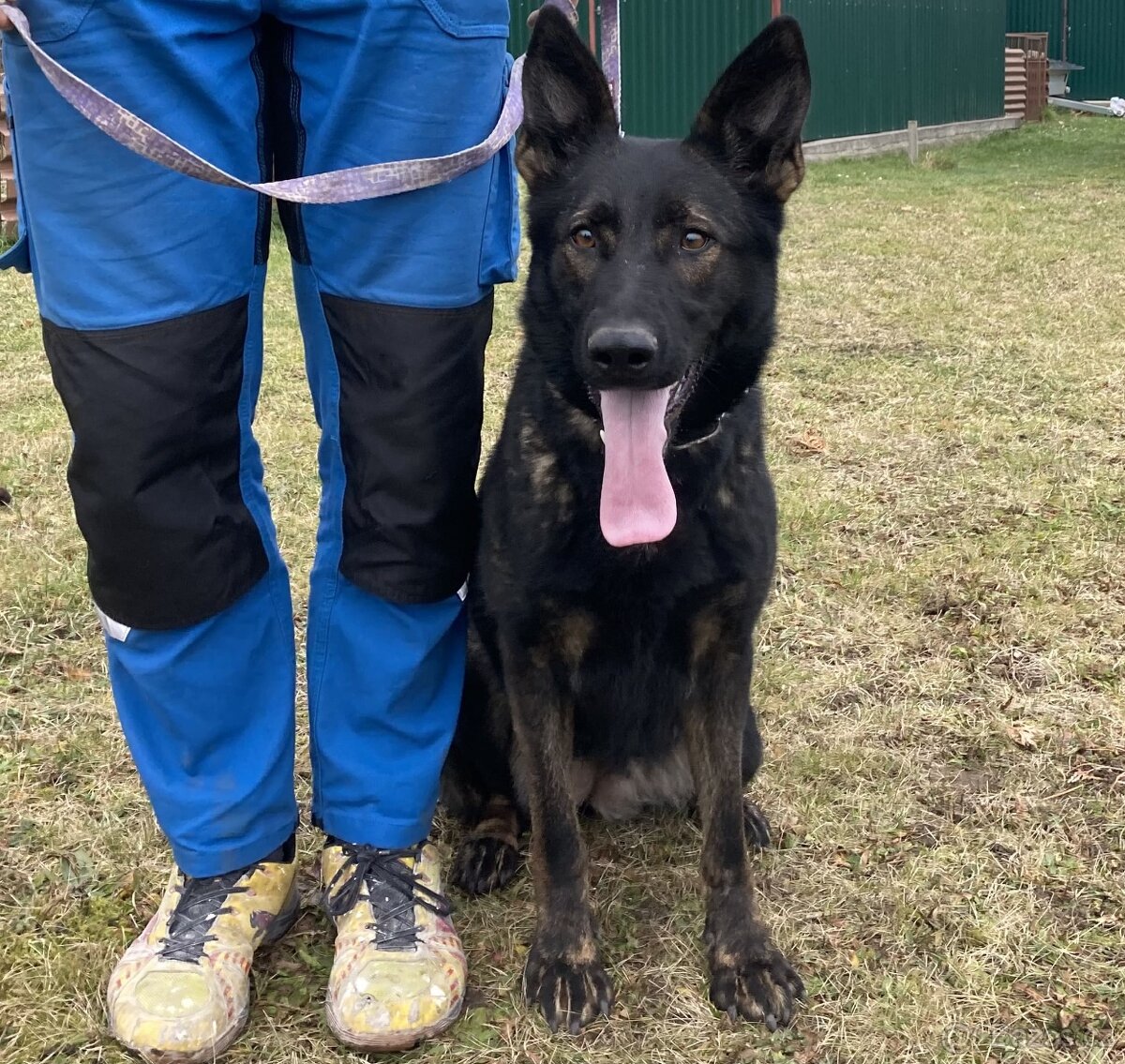 Německý ovčák štěńata odběr ihned - 4