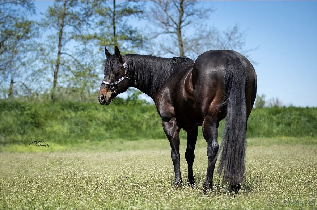 Připouštění hřebcem double registr QH/PH 7 Panel N/N - 4