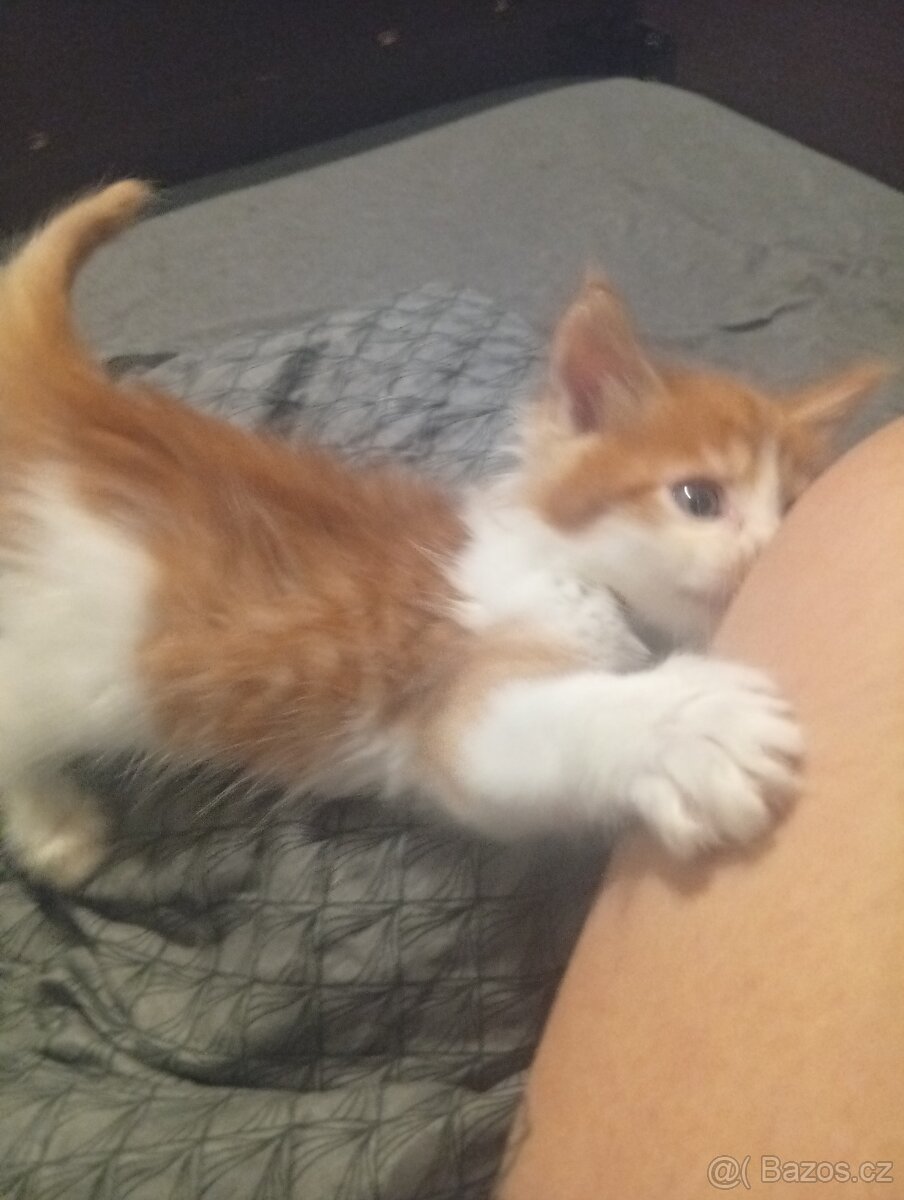 Mainská mývalí koťáta - 4