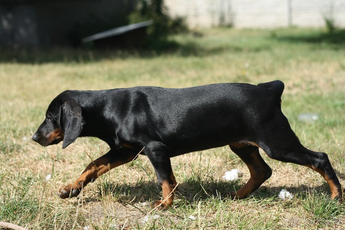 Polský honič s PP - 4