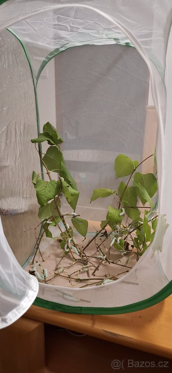 Chovná klec/ box / motýlárium - 4