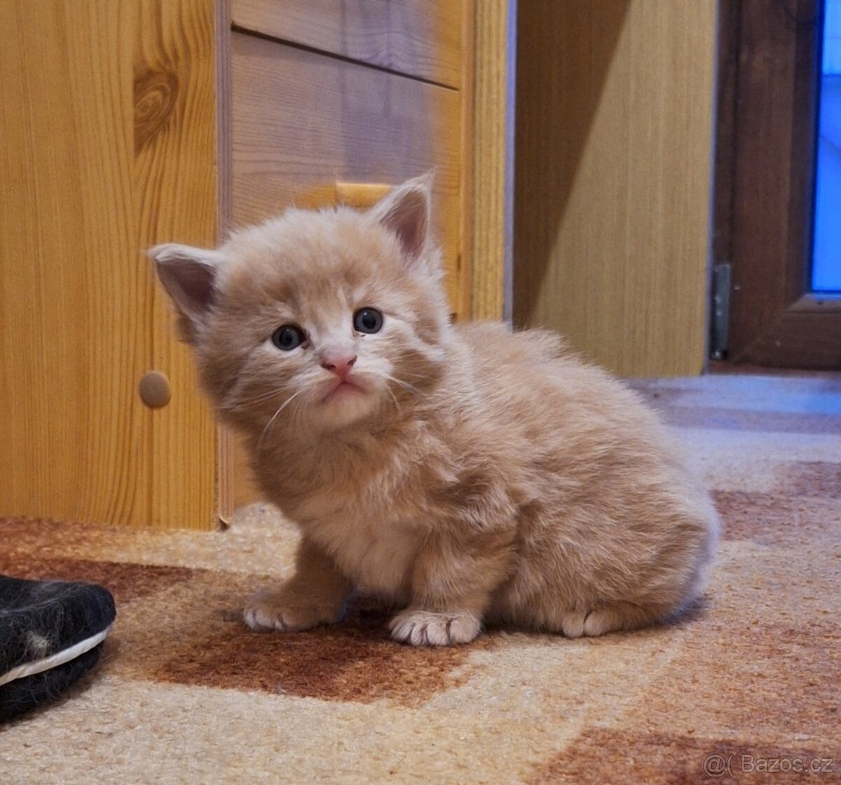 Mainská mývalí koťátka bez PP - 4