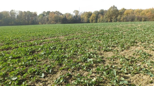 Orná půda O.- Bartovice, cca 25.000m2, rovina, 59 Kč/m2. - 4