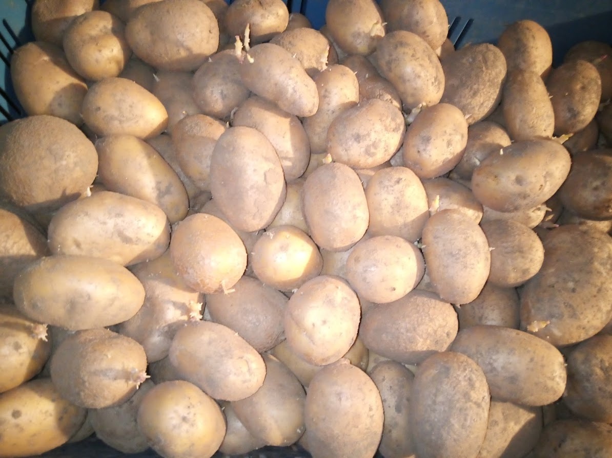 Sadbové brambory - 4