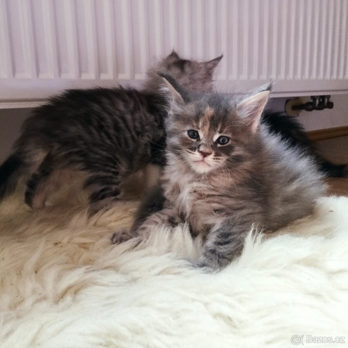 Mainská mývalí koťátka s PP - 4