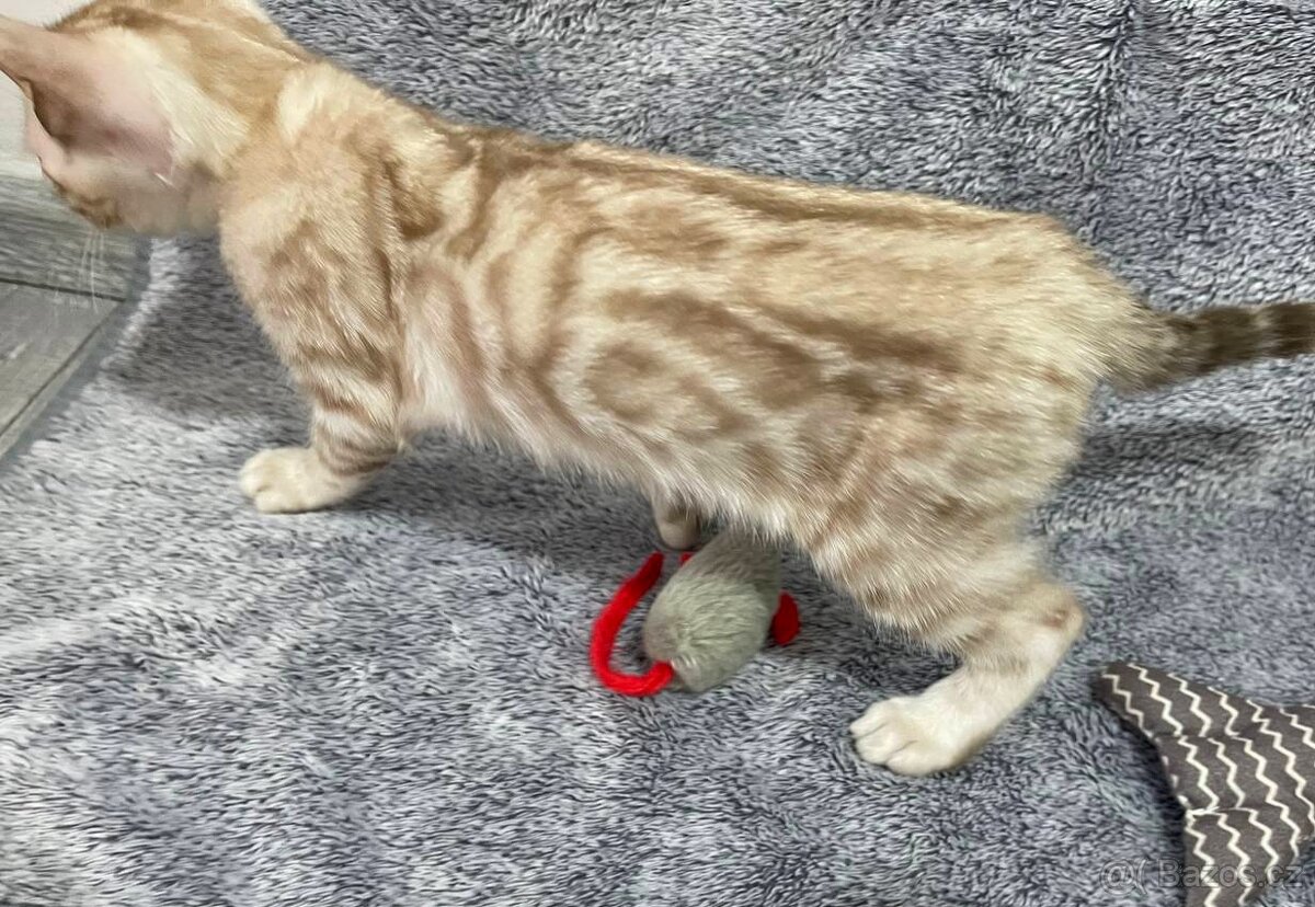 Bengálská kočka, koťata s PP - 4