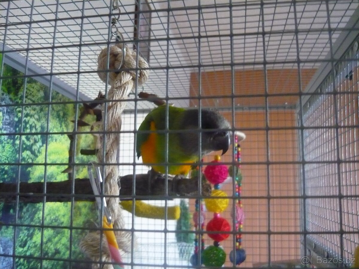 Senegálský papoušek stáří 4měsíce DNA-samec - 4