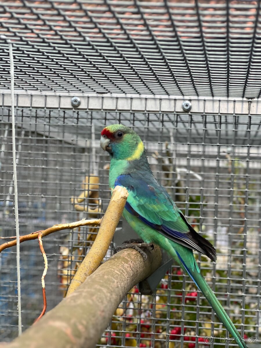 Bernard červenočelý štěp. na modré - 4