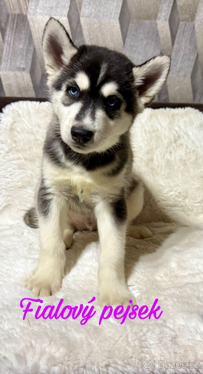 Štěňátka Sibiřský husky - 4