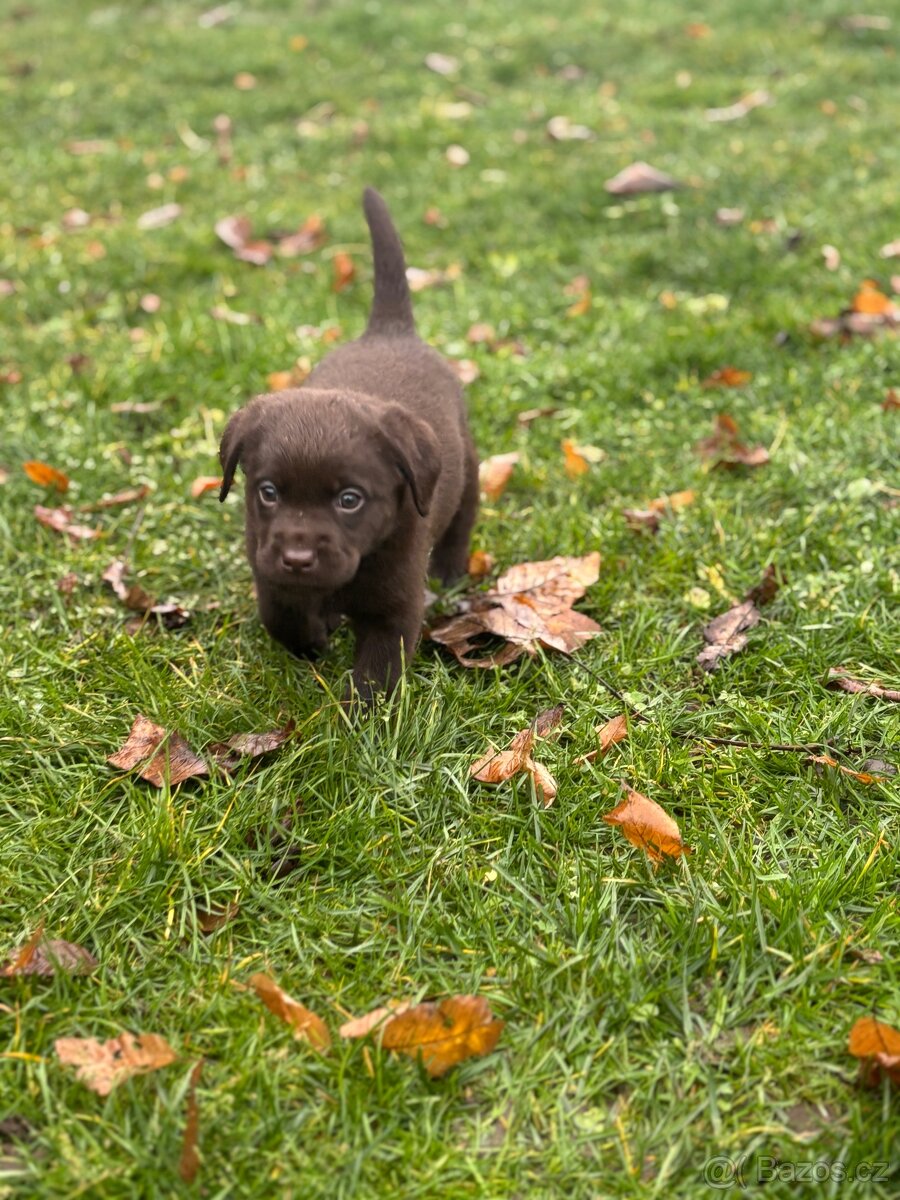 Labradorský retrívr s PP- kluk štěně - 4