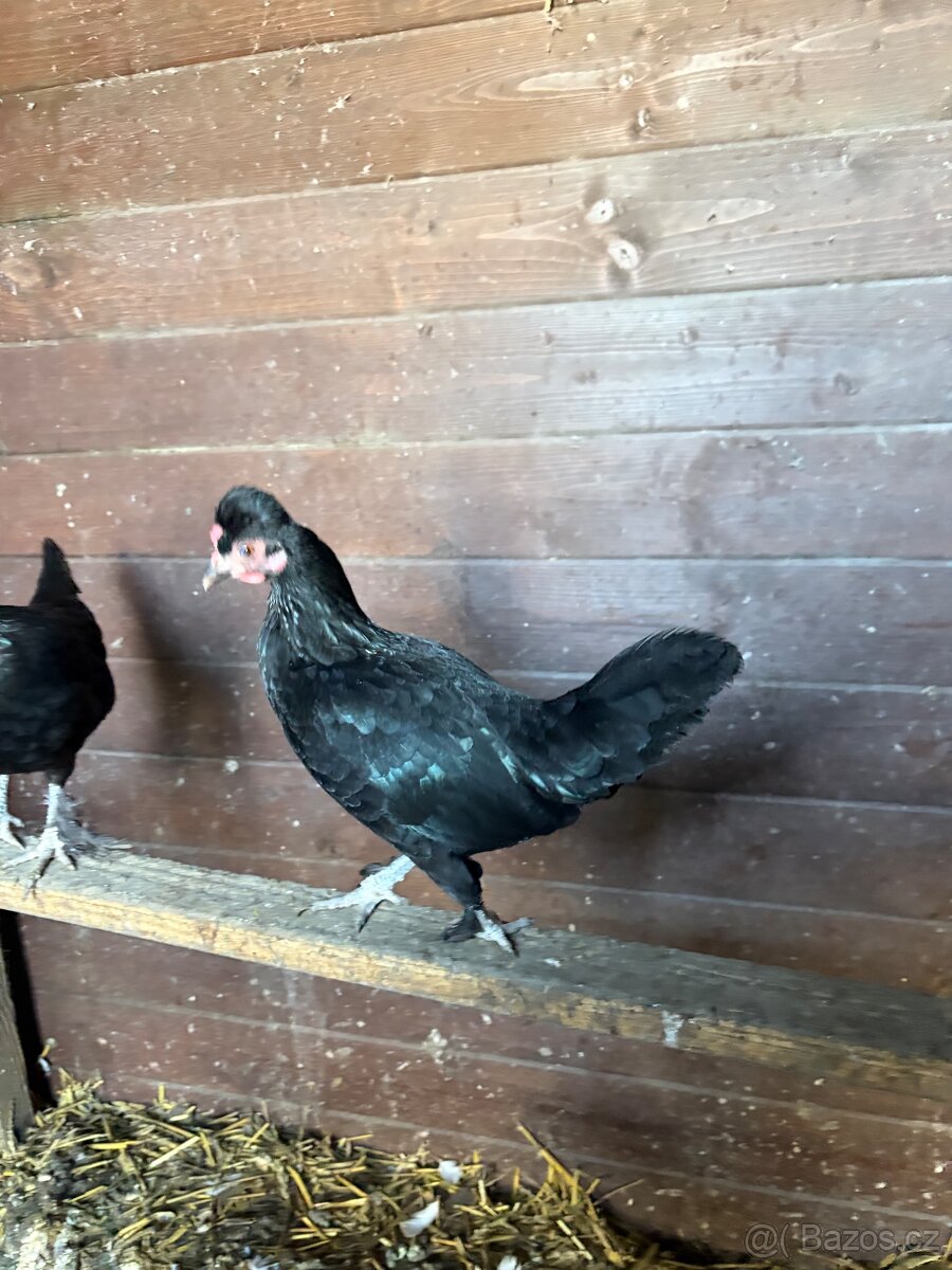 Zakrslé slepice - 4