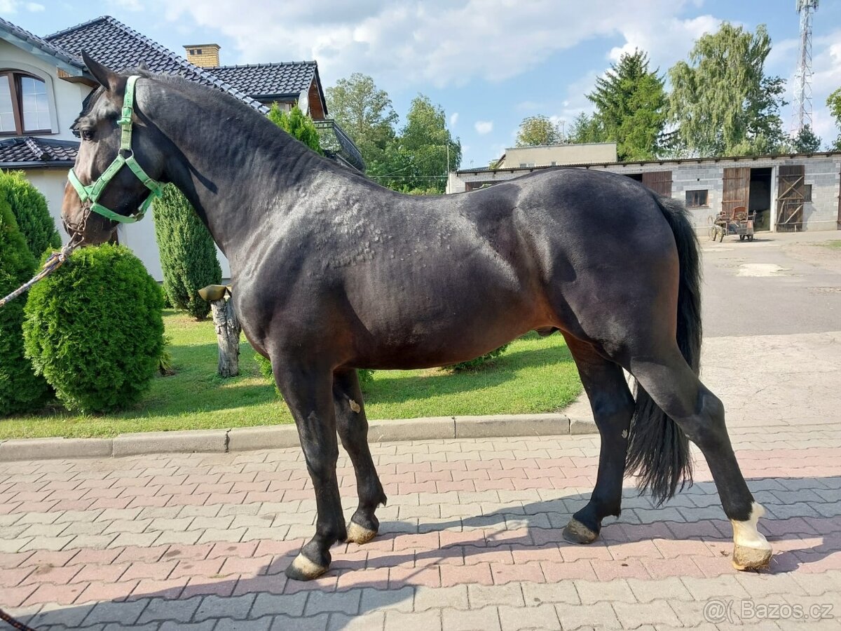 Slezský valach, 3 roky - 4