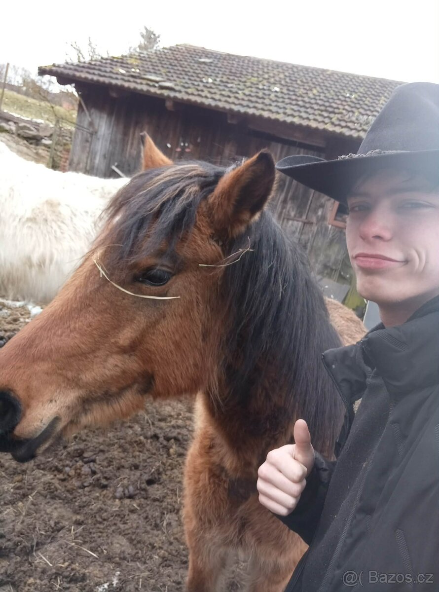 z důvodu zdravotních problémů majitele - 4