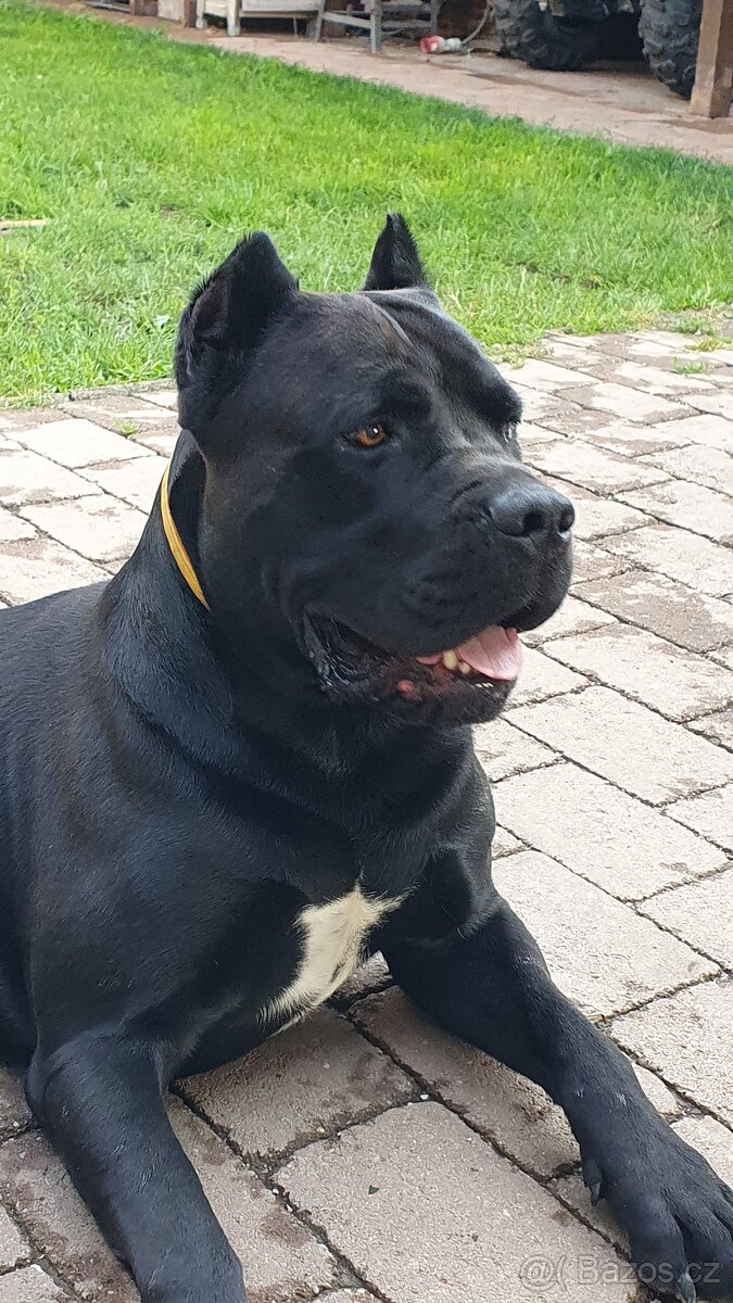 Cane Corso s PP - krytie - 4